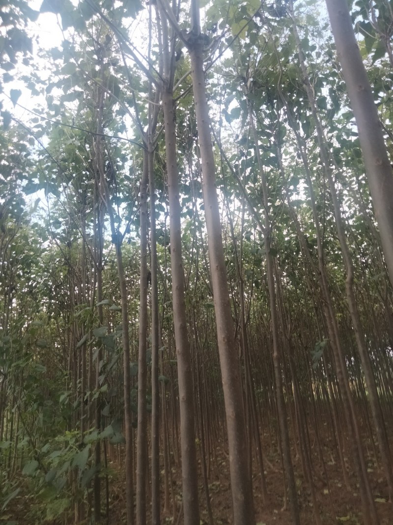 【清香木苗】速生秋树现挖现发提供技术欢迎咨询