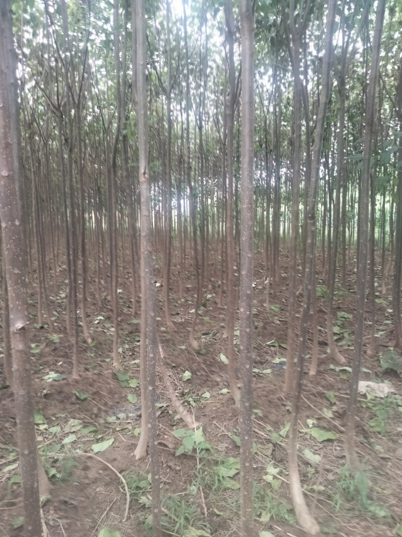 【清香木苗】速生秋树现挖现发提供技术欢迎咨询
