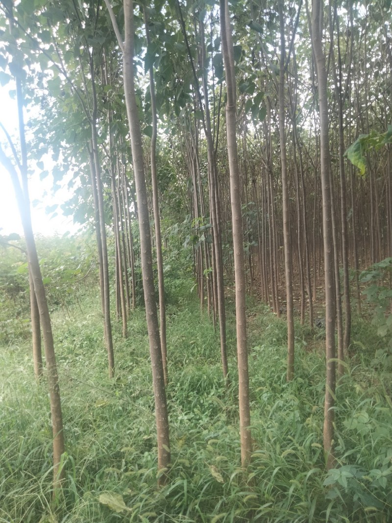 【清香木苗】速生秋树现挖现发提供技术欢迎咨询