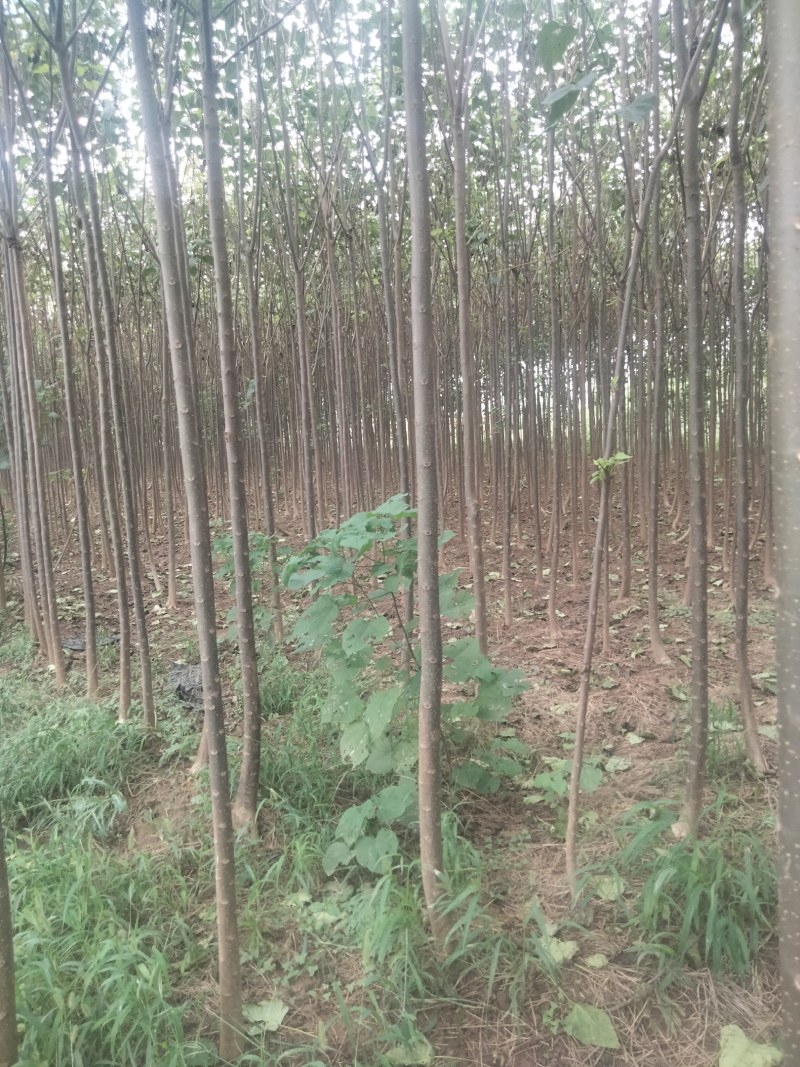 【清香木苗】速生秋树现挖现发提供技术欢迎咨询