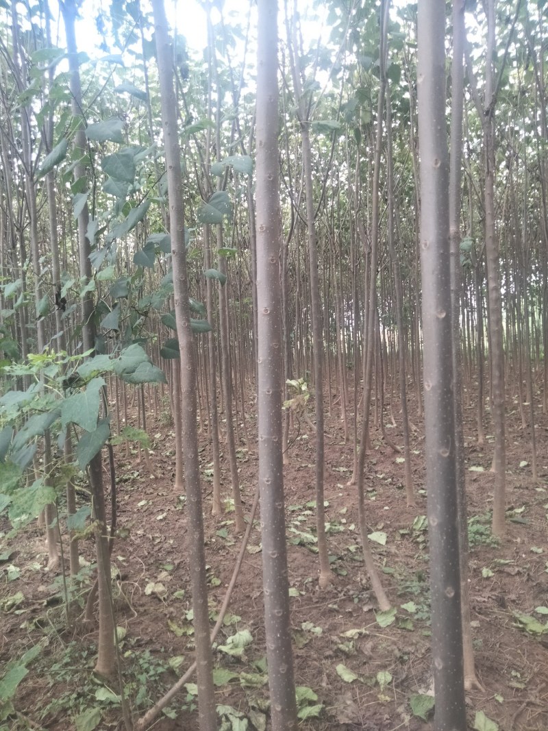 【清香木苗】速生秋树现挖现发提供技术欢迎咨询