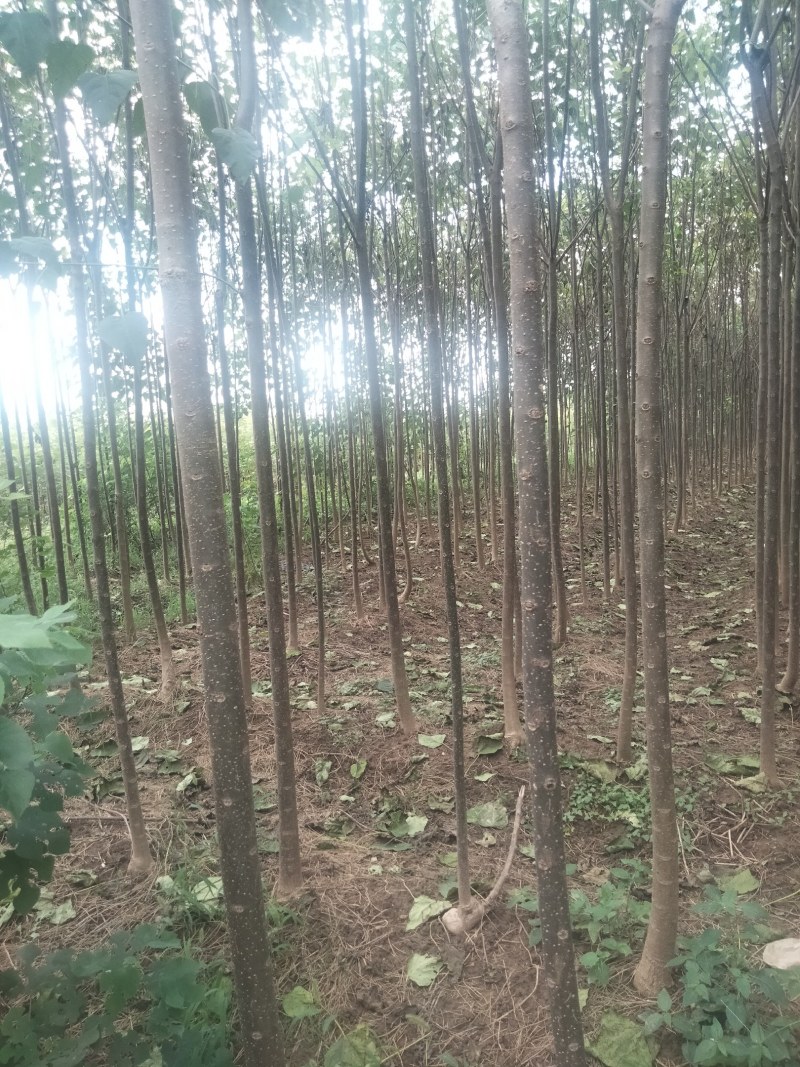 【清香木苗】速生秋树现挖现发提供技术欢迎咨询