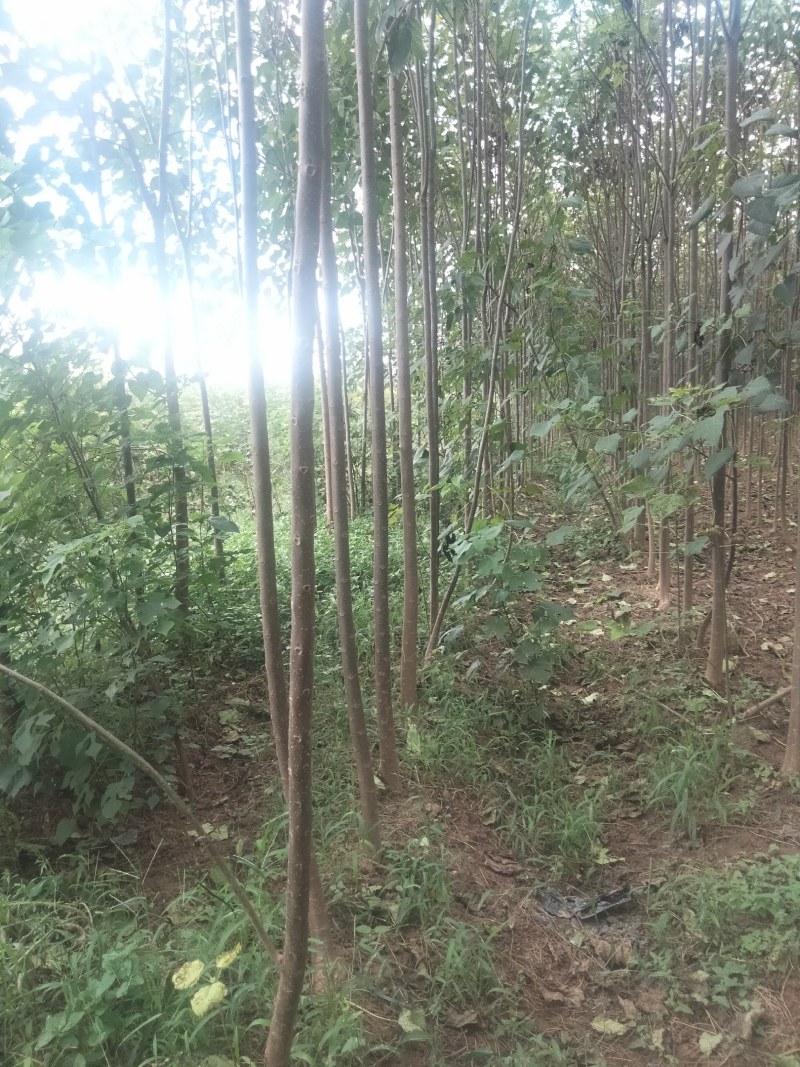 【清香木苗】速生秋树现挖现发提供技术欢迎咨询