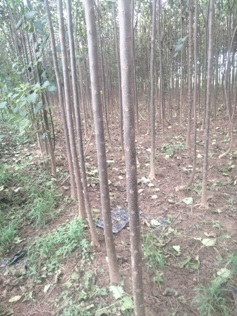 【清香木苗】速生秋树现挖现发提供技术欢迎咨询