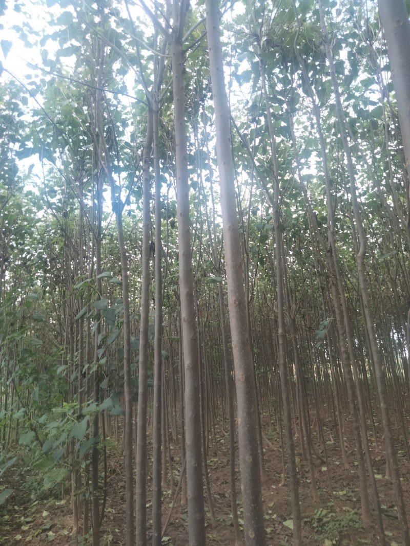 【清香木苗】速生秋树现挖现发提供技术欢迎咨询
