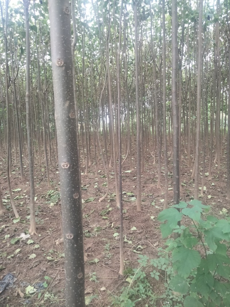 【清香木苗】速生秋树现挖现发提供技术欢迎咨询