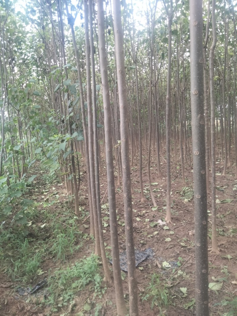 【清香木苗】速生秋树现挖现发提供技术欢迎咨询