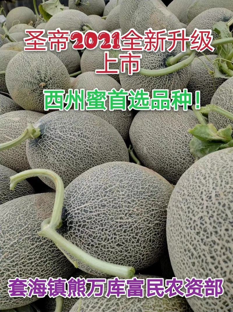 高糖分、脆爽口感、西州蜜精品瓜！大量上市！急售急售！