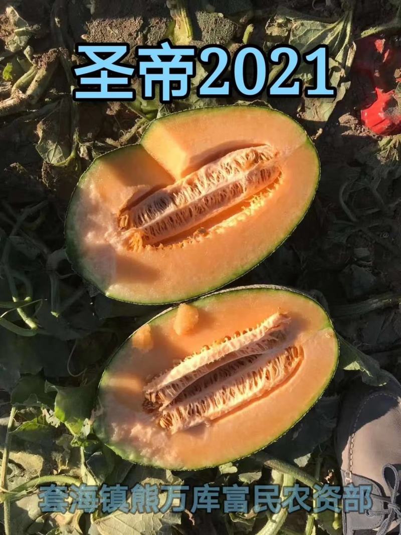 高糖分、脆爽口感、西州蜜精品瓜！大量上市！急售急售！