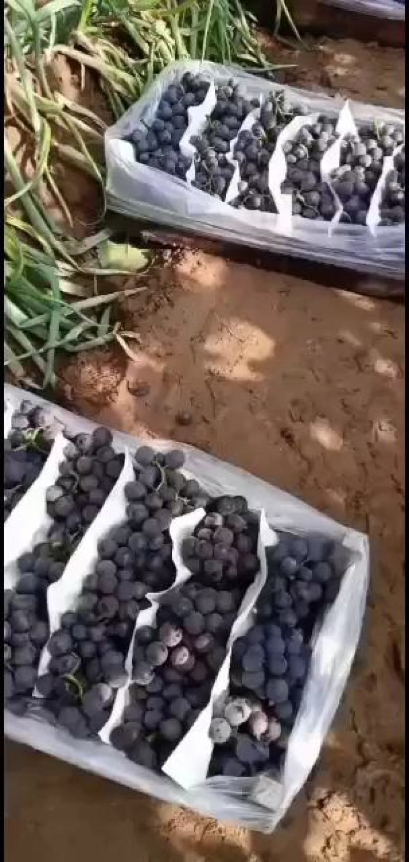 葫芦岛巨峰葡萄基地精品软枝自然果巨峰葡萄红提每年九月份开