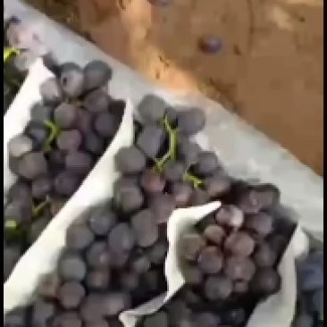 葫芦岛巨峰葡萄基地精品软枝自然果巨峰葡萄红提每年九月份开