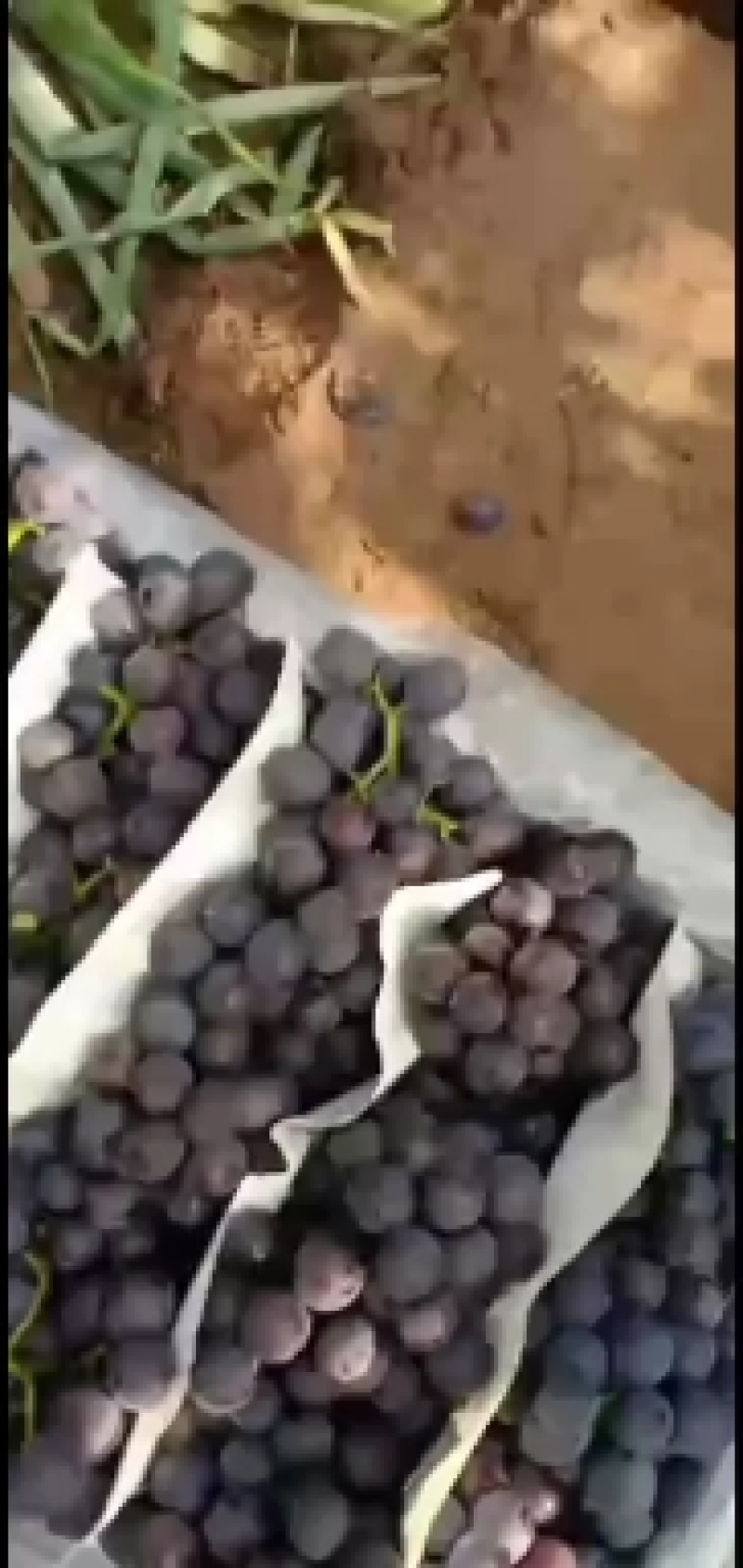 葫芦岛巨峰葡萄基地精品软枝自然果巨峰葡萄红提每年九月份开