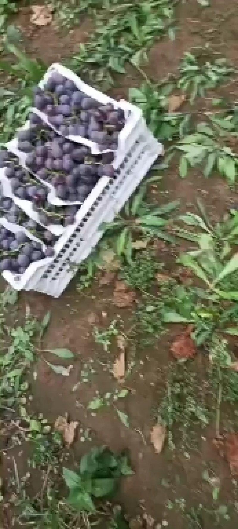 葫芦岛巨峰葡萄基地精品软枝自然果巨峰葡萄红提每年九月份开