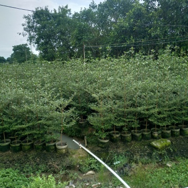 小叶揽仁1.5-2米高，2米至3米还有30高小苗大量经营