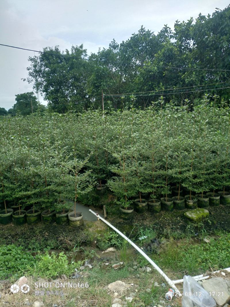 小叶揽仁1.5-2米高，2米至3米还有30高小苗大量经营