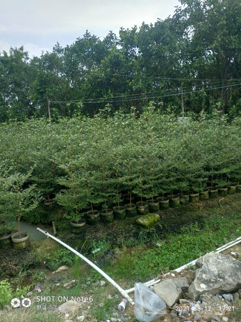 小叶揽仁1.5-2米高，2米至3米还有30高小苗大量经营