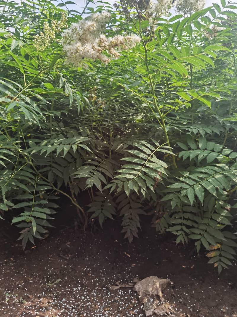 珍珠梅大苗小苗产地供应大量优惠