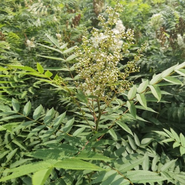 珍珠梅大苗小苗产地供应大量优惠