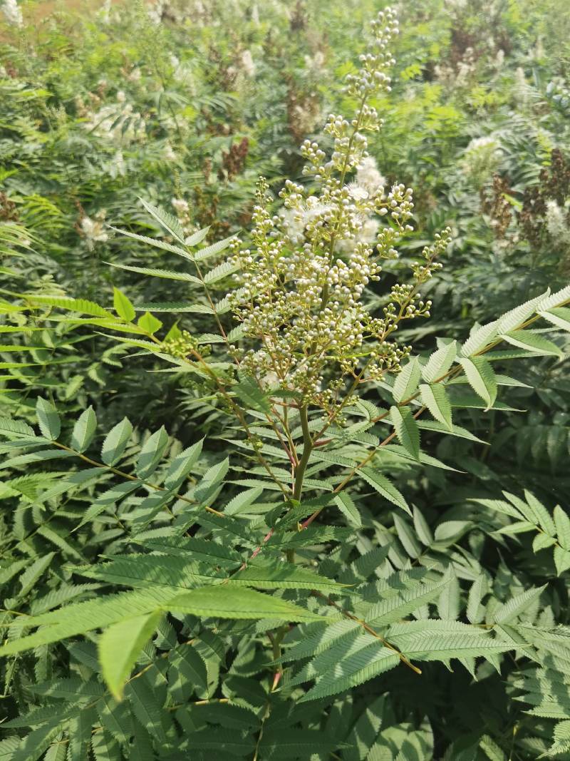 珍珠梅大苗小苗产地供应大量优惠