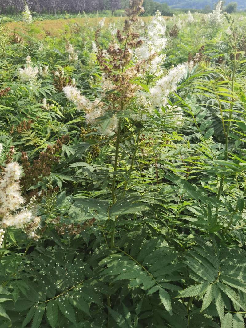 珍珠梅大苗小苗产地供应大量优惠
