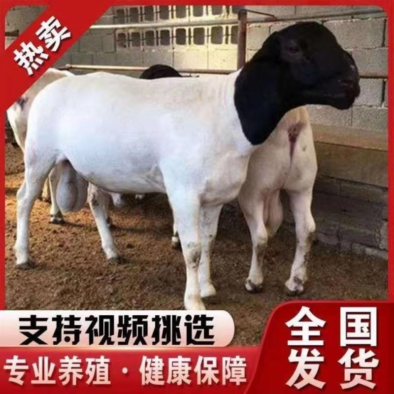 纯种黑头杜波绵羊买十只送一只免费送货货到付款