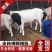 纯种黑头杜波绵羊买十只送一只免费送货货到付款