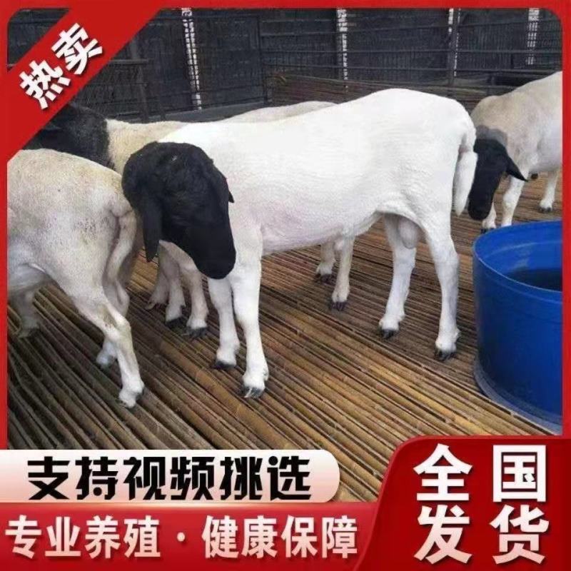 纯种黑头杜波绵羊买十只送一只免费送货货到付款