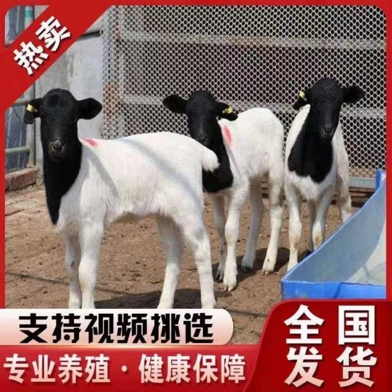 纯种黑头杜波绵羊买十只送一只免费送货货到付款