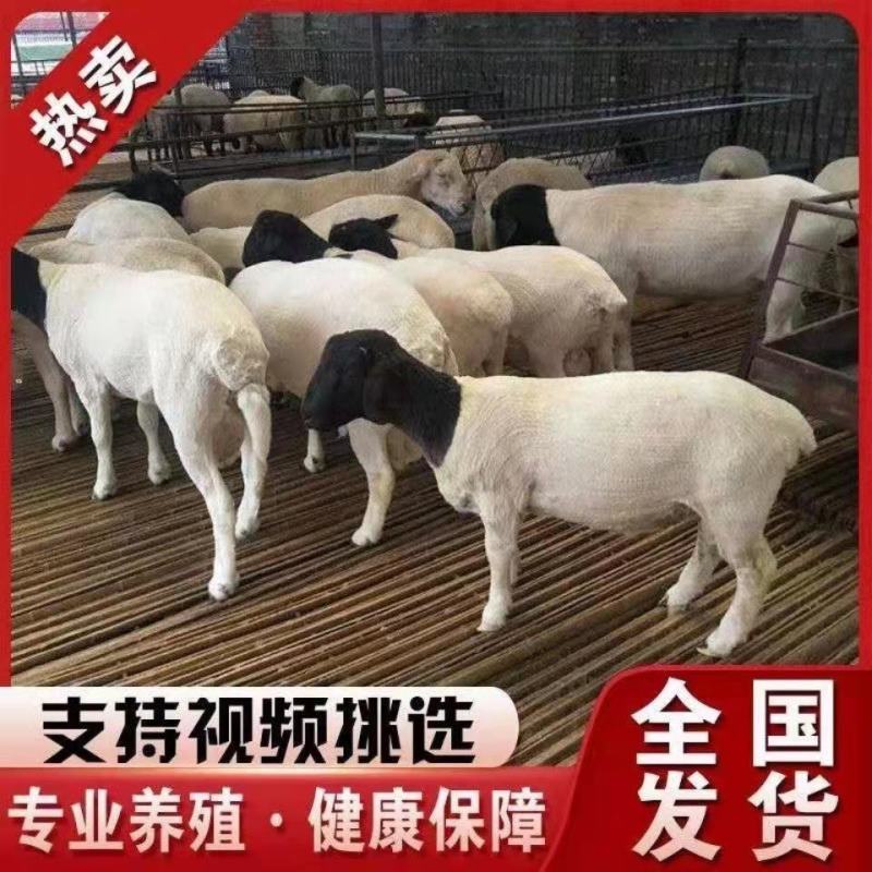 纯种黑头杜波绵羊买十只送一只免费送货货到付款