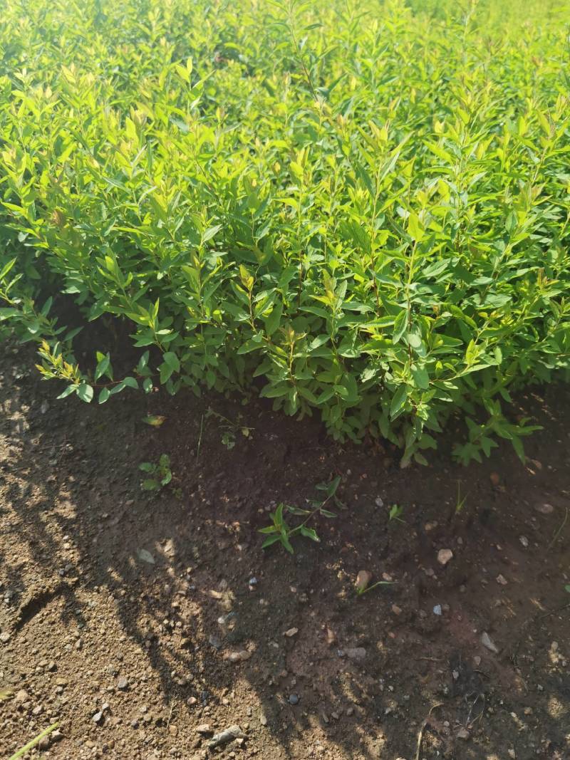 绣线菊小苗雪柳小苗大量工程苗60公分到1.2米都有