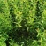 绣线菊小苗雪柳小苗大量工程苗60公分到1.2米都有
