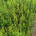 绣线菊小苗雪柳小苗大量工程苗60公分到1.2米都有