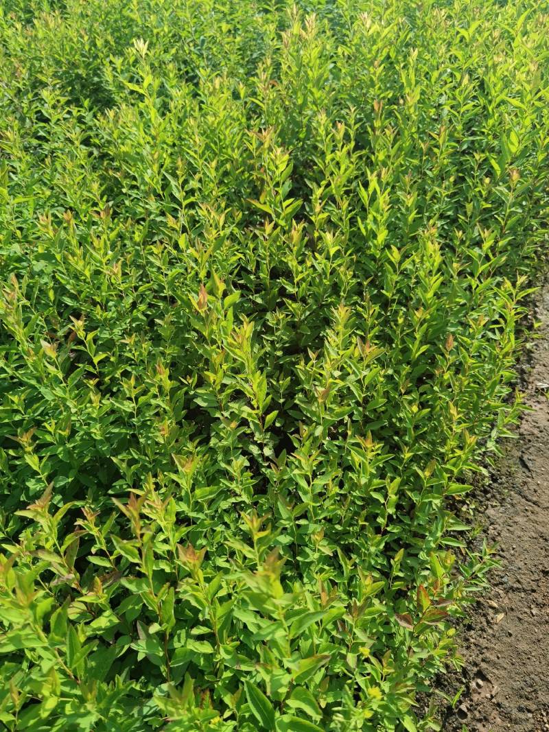 绣线菊小苗雪柳小苗大量工程苗60公分到1.2米都有