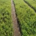 绣线菊小苗雪柳小苗大量工程苗60公分到1.2米都有