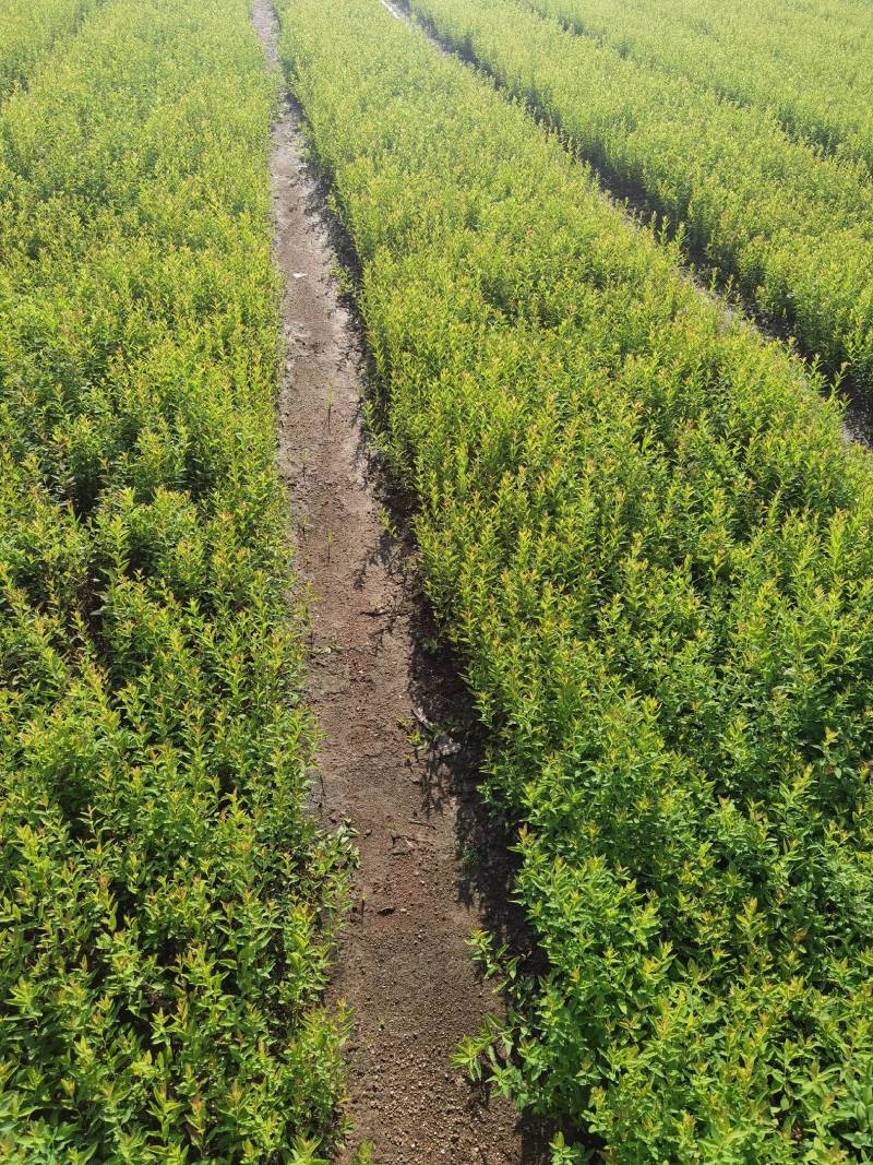 绣线菊小苗雪柳小苗大量工程苗60公分到1.2米都有