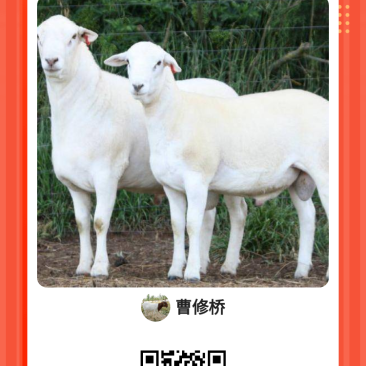 纯种澳洲白绵羊羔羊买十只送一只免费送货货到付款
