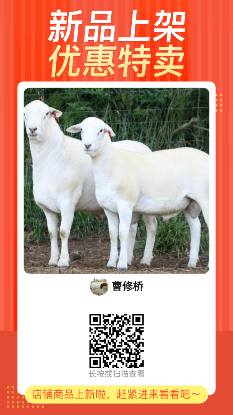 纯种澳洲白绵羊羔羊买十只送一只免费送货货到付款