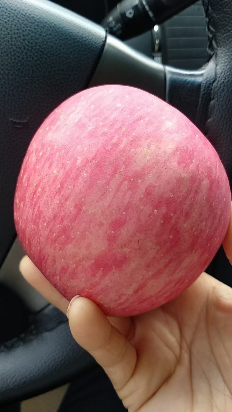 精品红富士苹果，口感脆甜一手货源，色泽鲜艳，代收代发