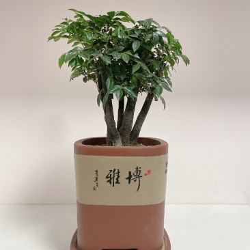 小叶紫檀（绿植盆景）诚信经营