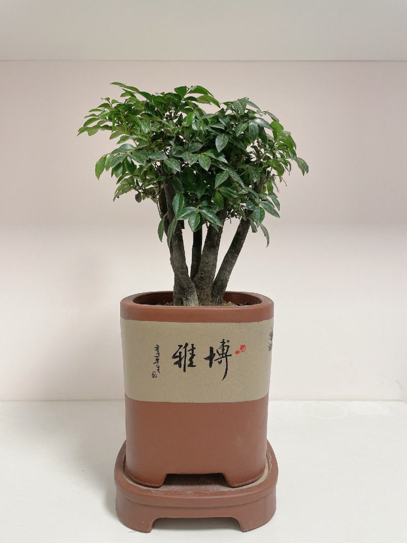 小叶紫檀（绿植盆景）诚信经营