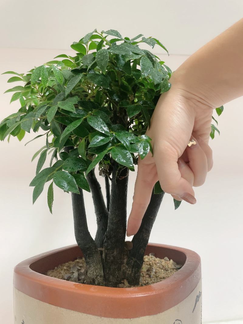 小叶紫檀（绿植盆景）诚信经营