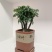 小叶紫檀（绿植盆景）诚信经营