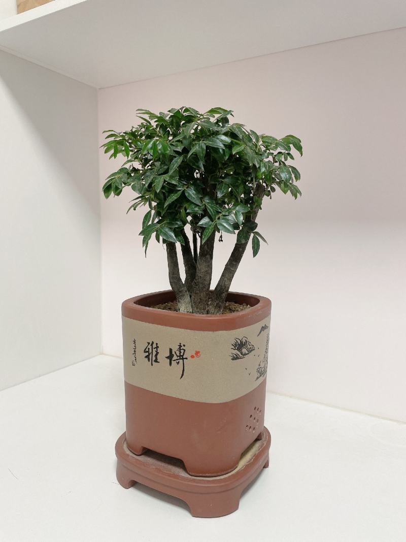 小叶紫檀（绿植盆景）诚信经营