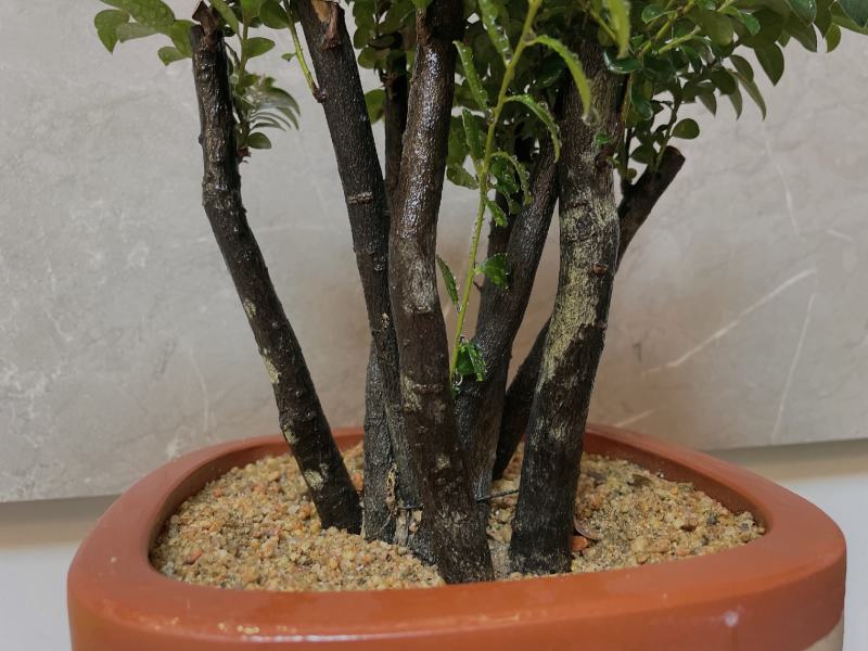 小叶紫檀（绿植盆景）诚信经营