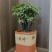 小叶紫檀（绿植盆景）诚信经营