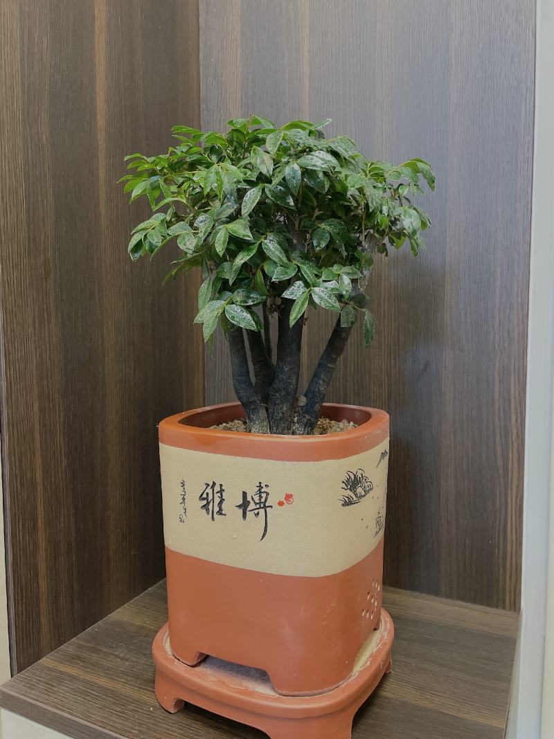 小叶紫檀（绿植盆景）诚信经营
