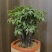 小叶紫檀（绿植盆景）诚信经营
