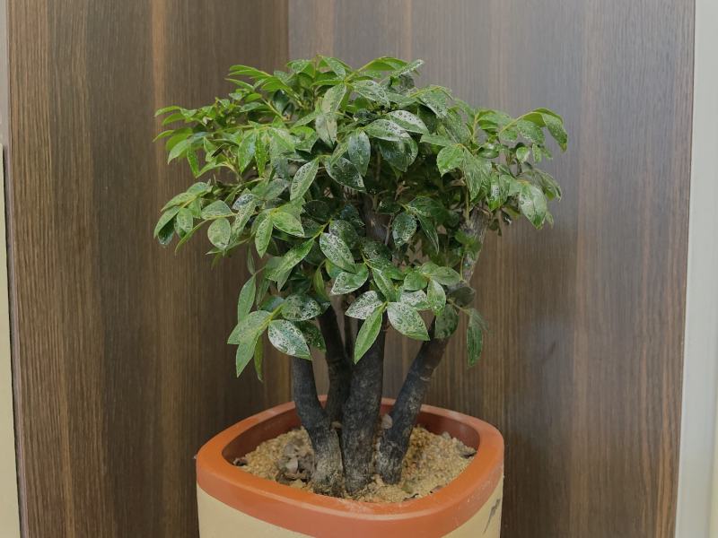 小叶紫檀（绿植盆景）诚信经营