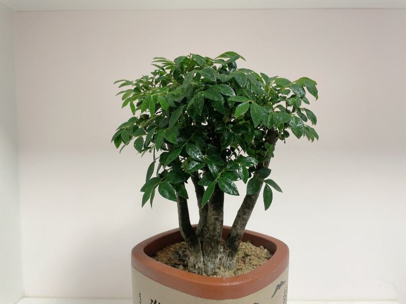 小叶紫檀（绿植盆景）诚信经营