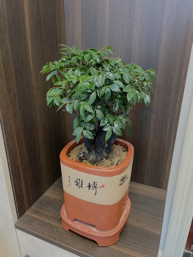 小叶紫檀（绿植盆景）诚信经营